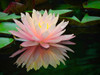 Water Lily Reflection Poster Print - GST