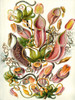 Haeckel Nepenthaceae Poster Print - GST
