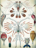 Haeckel Copepoda Poster Print - GST