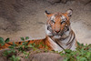 Malayan Tigress Poster Print - Online Galloimages