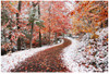 2 Seasons Poster Print - Ben Heine