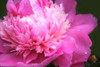 Pink Peony Flower Poster Print - Jennie Marie Schell