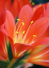 Orange Clivia Miniata Flower Poster Print - Jennie Marie Schell