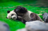 Bamboo Right in my Stomach 2 Poster Print - Ben Heine
