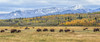 Grand Teton Bison Grazing Poster Print - Online Galloimages