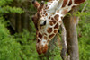 Giraffe 2 Poster Print - Online Galloimages