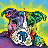 The Baby Pit Bull Poster Print - Russo Collection Dean