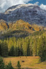 Bison Grazing In The Yellowstone Grand Landscape Poster Print - Online Galloimages