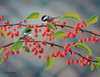 Chickadees Poster Print - Don Engler