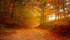 Leafy Path Through the Woods Poster Print - Don Schwartz