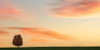 Lone Tree in the Pasture Poster Print - Don Schwartz