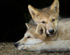 Wolf Pup Brothers Poster Print - Online Galloimages