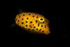 Yellow Boxfish Poster Print - Barathieu Gabriel