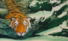 Tiger Waters Poster Print - Graeme Stevenson