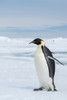 Antarctica-Weddell Sea-Snow Hill. Emperor penguins Poster Print - Cindy Miller Hopkins