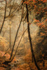 Forest Creek Poster Print - Don Schwartz