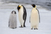 Antarctica-Weddell Sea-Snow Hill. Emperor penguins chick with adult. Poster Print - Cindy Miller Hopkins