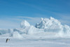 Antarctica-Weddell Sea-Snow Hill. Emperor penguin with iceberg in the distance. Poster Print - Cindy Miller Hopkins