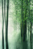 Forest in the Lake II Poster Print - Don Schwartz
