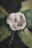 Botanical Dream 1 Poster Print - GST