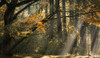 Beams of Forest Light Poster Print - Don Schwartz