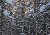 Snowbound Poster Print - Bill Sherrell