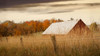Hidden in the Tall Grasses Poster Print - Don Schwartz