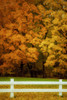 Beyond the Fence Poster Print - Don Schwartz