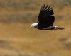 Eagle Flying YNP Poster Print - Online Galloimages