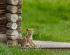 Coyote Pup on Log Cabin Porch Poster Print - Online Galloimages
