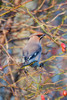 Sweden-Halland-Asa. Bohemian Waxwing