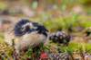 Sweden-Jamtland. Norway Lemming