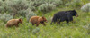 Sow and Cubs Walking Poster Print - Online Galloimages Sow and Cubs Walking Poster Print - Online Galloimages