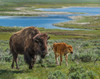 Bison Cow and Calf YNP Poster Print - Online Galloimages