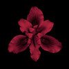 Bearded Iris - Red Poster Print - joSon