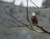 Bald Eagle Perched in YNP Poster Print - Online Galloimages
