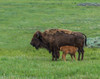 Baby Bison Nursing Poster Print - Online Galloimages