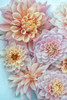 Dahlia Tapestry III Poster Print - Judy Stalus