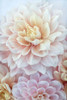 Dahlia Dream Poster Print - Judy Stalus