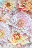 Dahlia Tapestry IV Poster Print - Judy Stalus