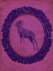 Framed Bighorn Sheep in Violet Poster Print - Studio SEA