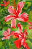 Red Hibiscus 3 Poster Print - Graeme Stevenson