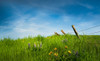 Spring Meadow Poster Print - Don Schwartz