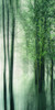 Forest in the Lake I Poster Print - Don Schwartz