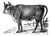 The Happy Cow Poster Print - Licensing Studio Art