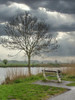 Netherlands-Kinderdijk. Tree along canal at Kinderdijk. Poster Print - Julie Eggers