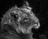 Black and White Lion Portrait Poster Print - Claudi Lourens