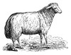 Ewe Poster Print - Licensing Studio Art
