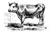 Barnyard Cow Poster Print - Licensing Studio Art