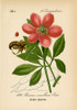 Paeonia Corallina Poster Print - Licensing Studio Art